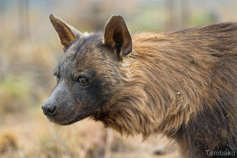 brown hyena