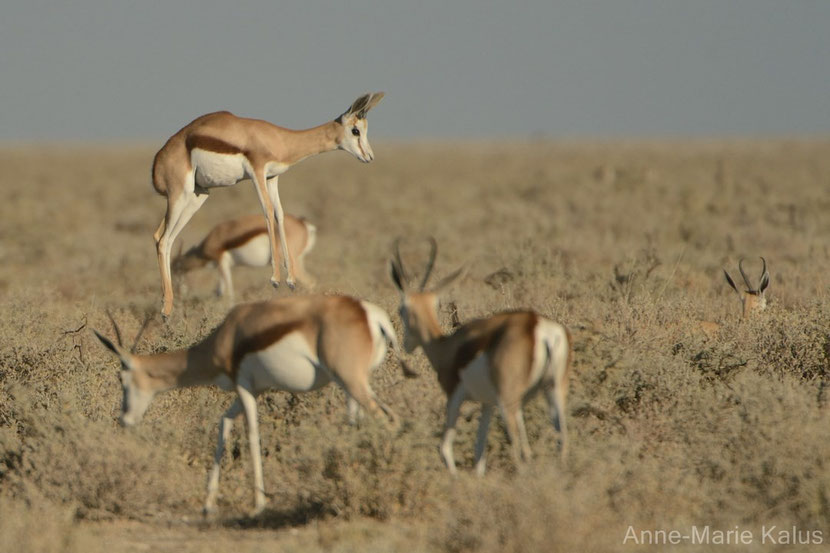 springbok