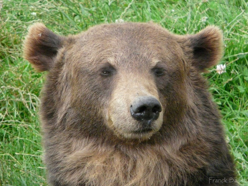 Caractéristiques et description de l'Ours brun