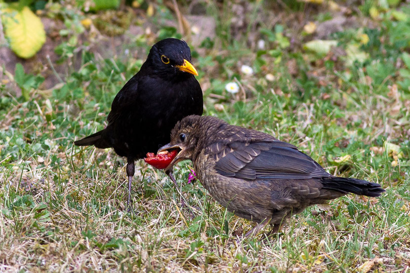 animals factsheet common blackbird