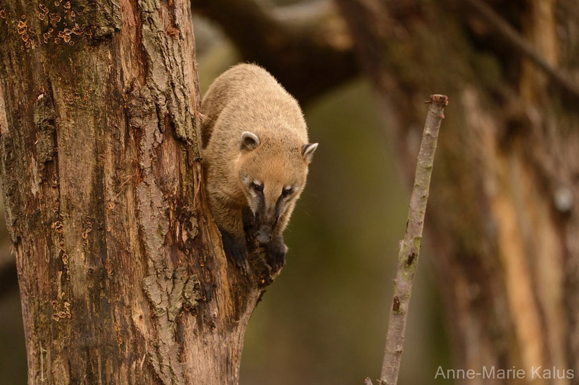 ring tailed coati