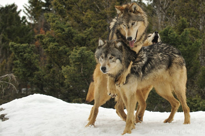 loup de l'est