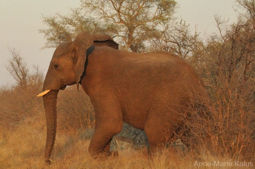 afrique elephant