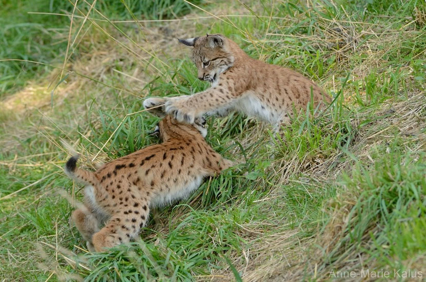 Lynx boreal