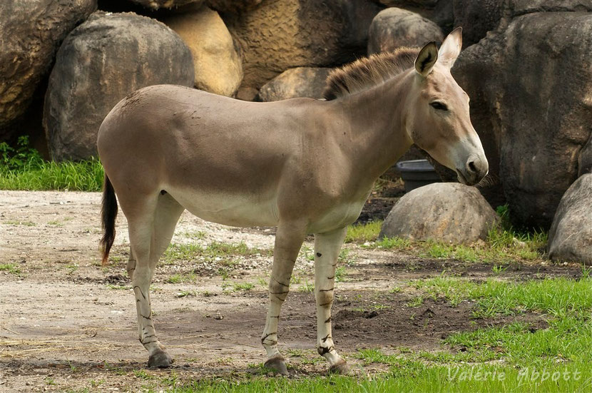 ANE SAUVAGE DE SOMALIE Somali-wild-ass