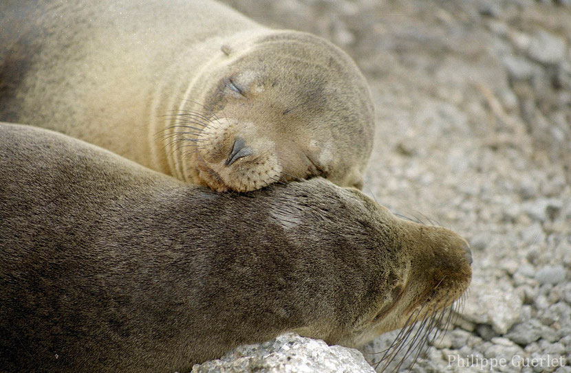 Fiches animaux otarie