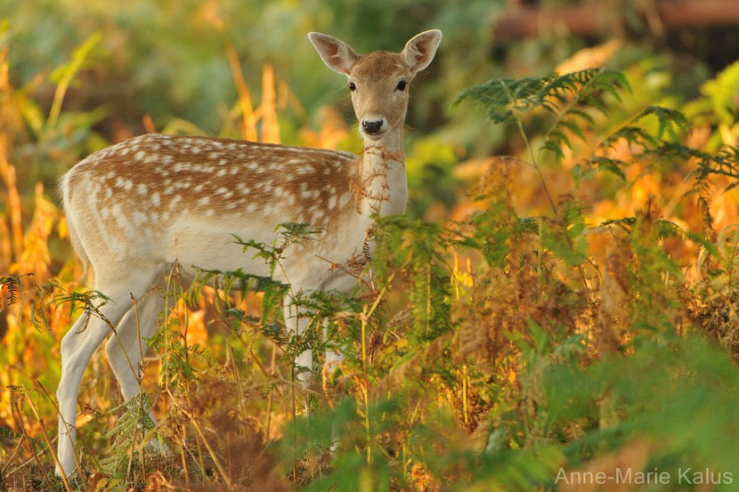 fallow deer