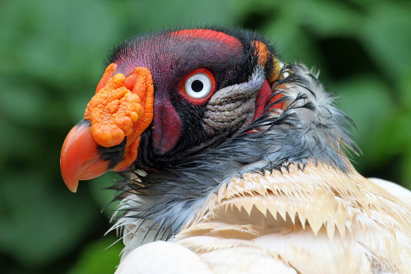 fiche animaux vautour pape