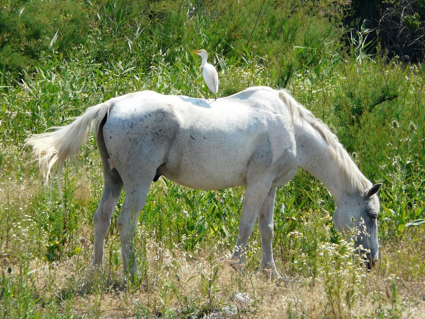 fiche animaux cheval camargue