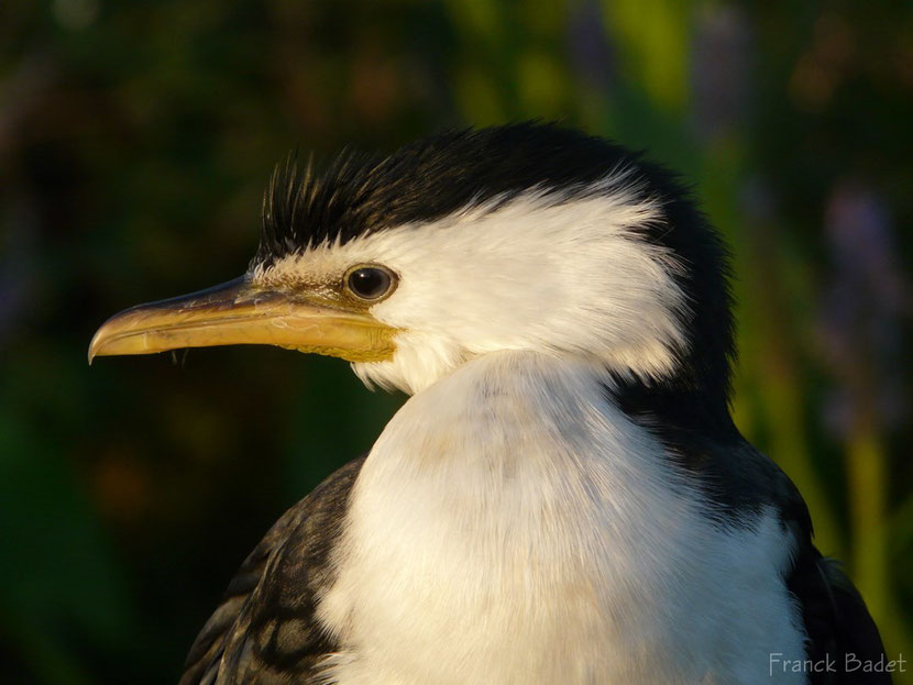 Cormoran pie