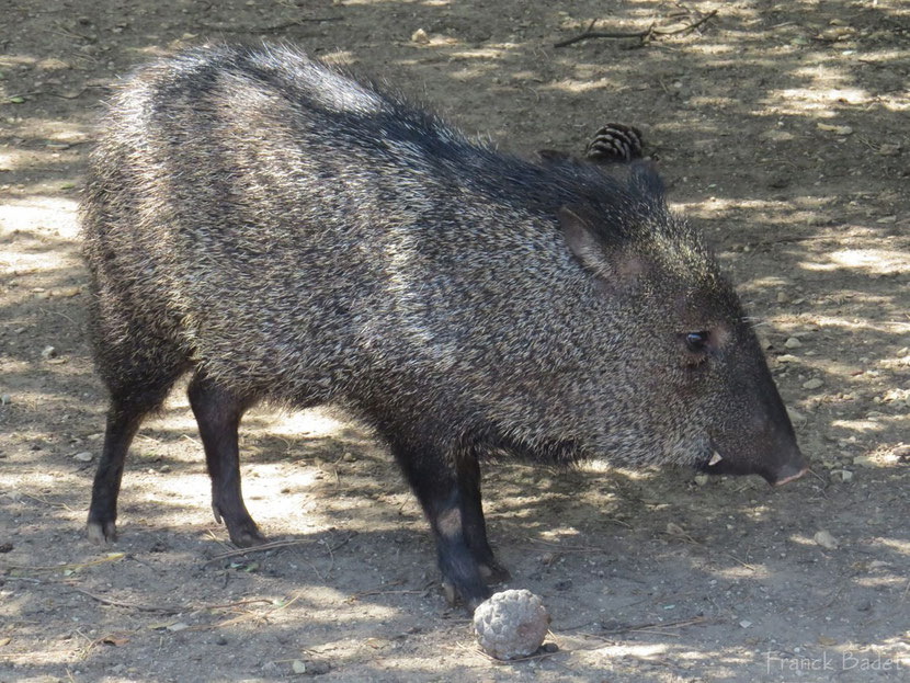 fiche animaux pecari collier