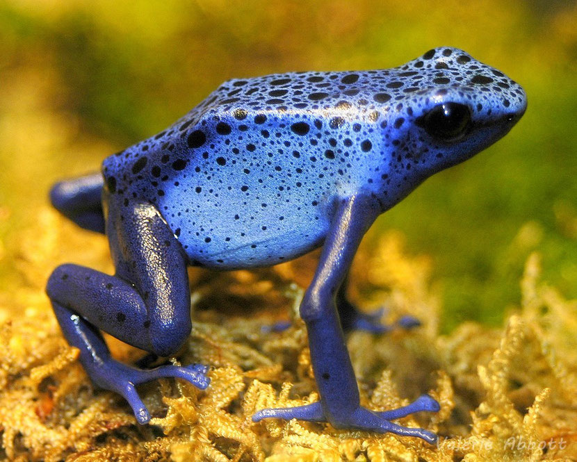 dendrobate azureus