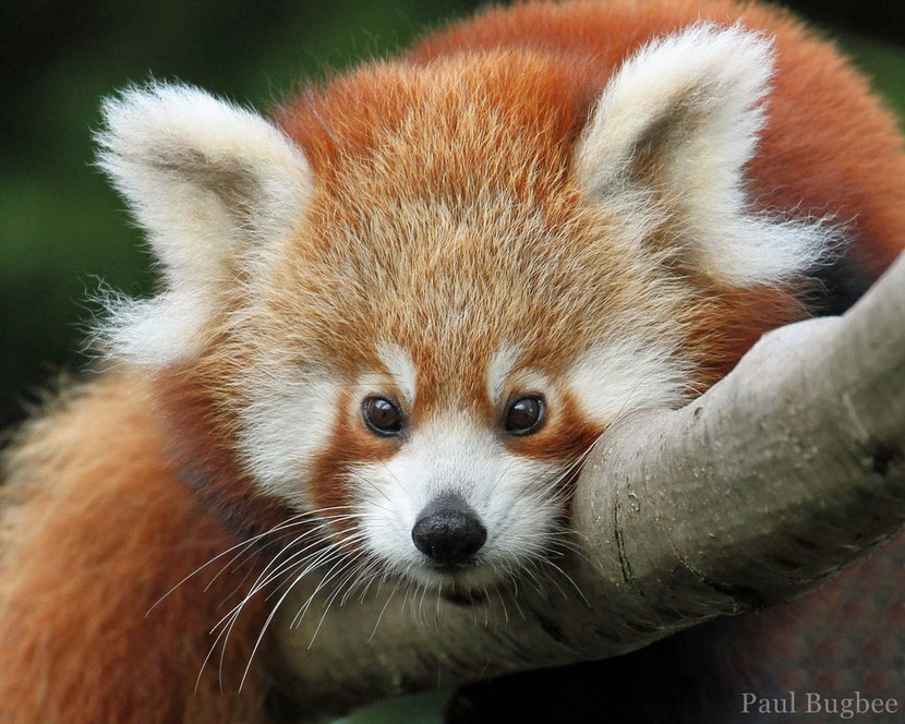 panda roux