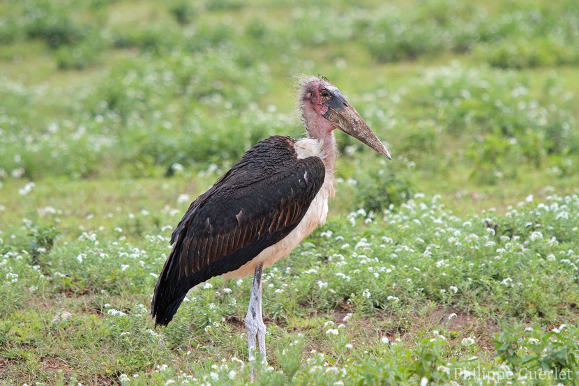 fiches animaux marabout