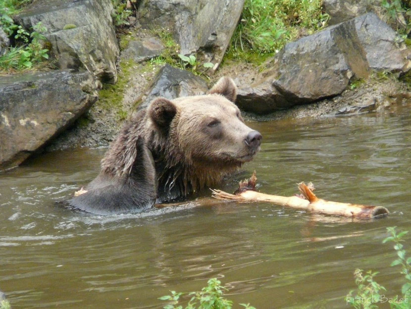 Ours brun : taille, description, biotope, habitat, reproduction