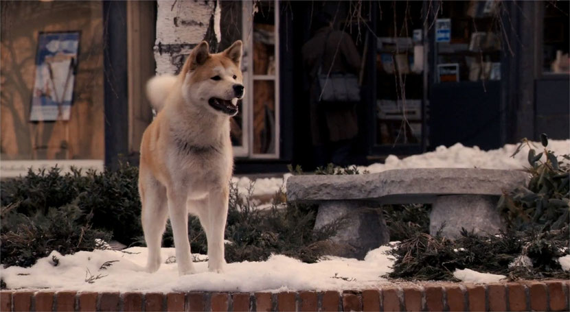 animaux celebre hatchi