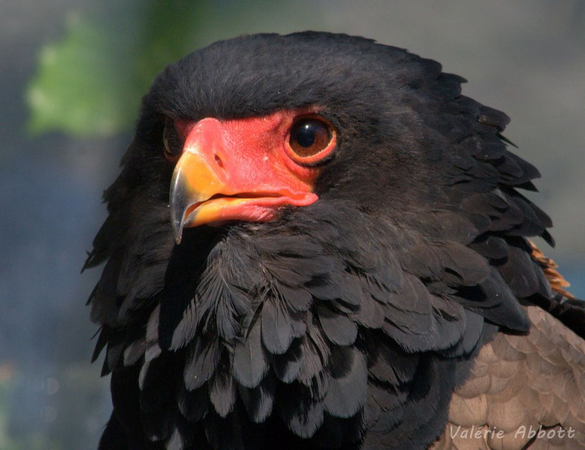 bateleur