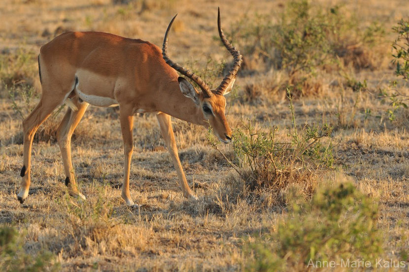 impala