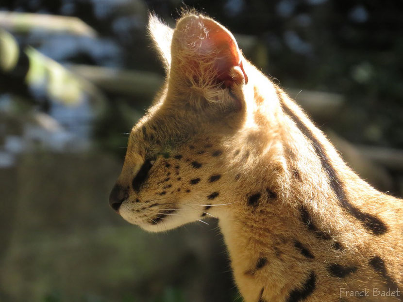 serval