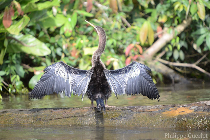 fiche anhinga