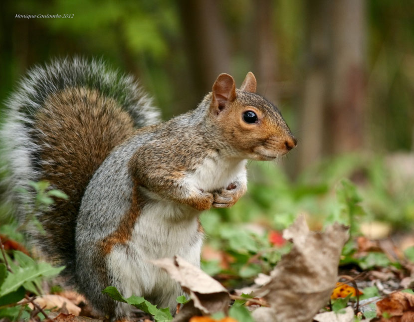 grey squirrel