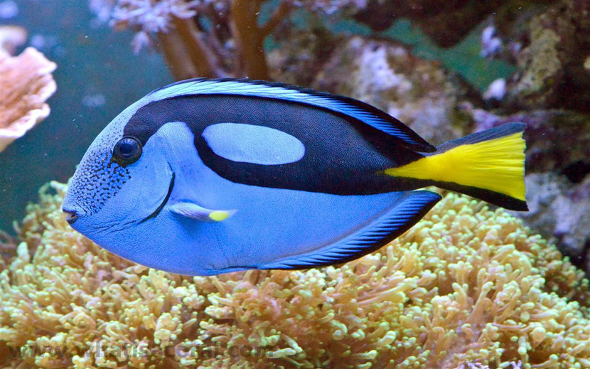 fiche animaux disney chirurgien bleu dory