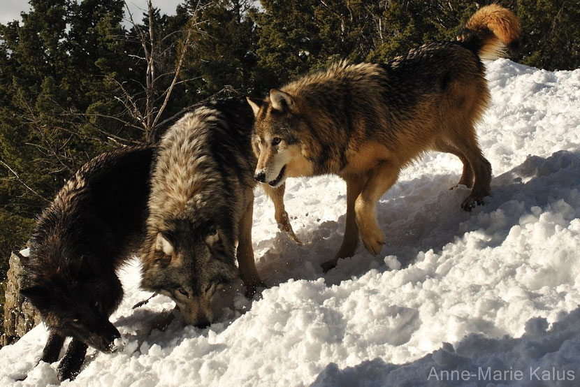 loup de l'est