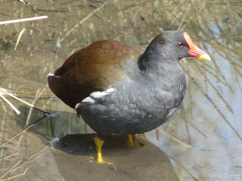 gallinule