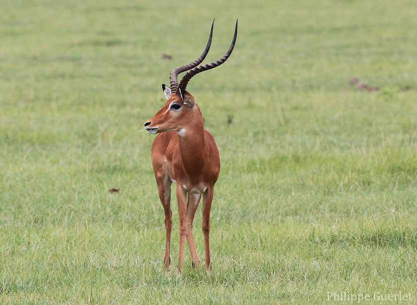 impala