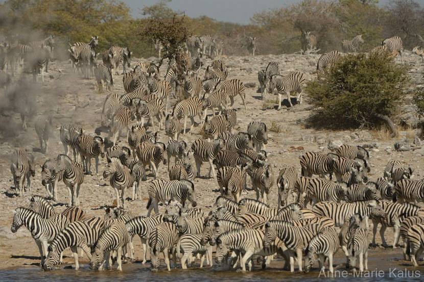 zebre de burchell