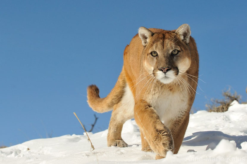 Taille d'un puma online