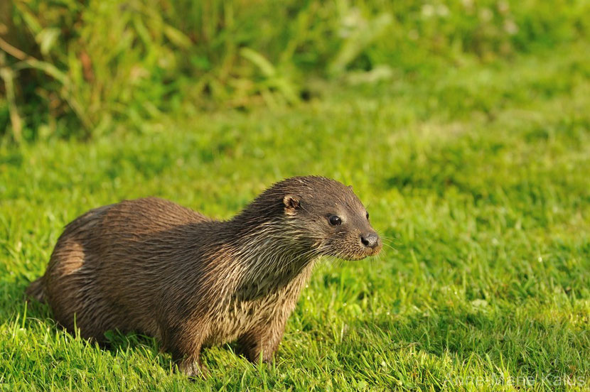 loutre d'europe