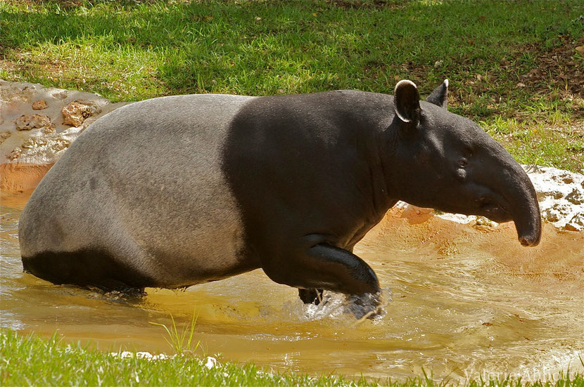 Fiches Animaux tapir de Malaisie