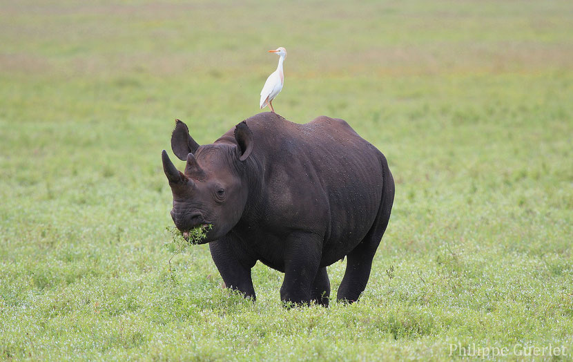 fiches animaux rhinoceros noir