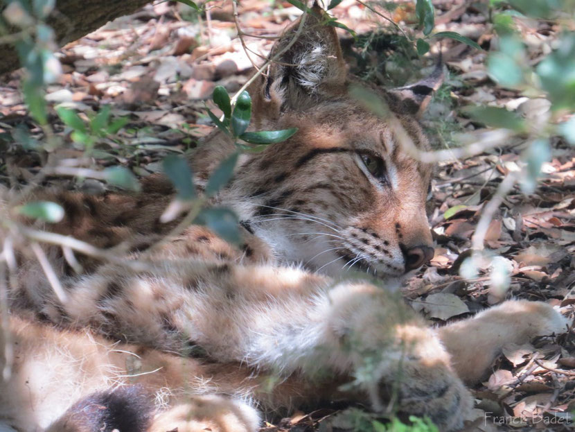 lynx