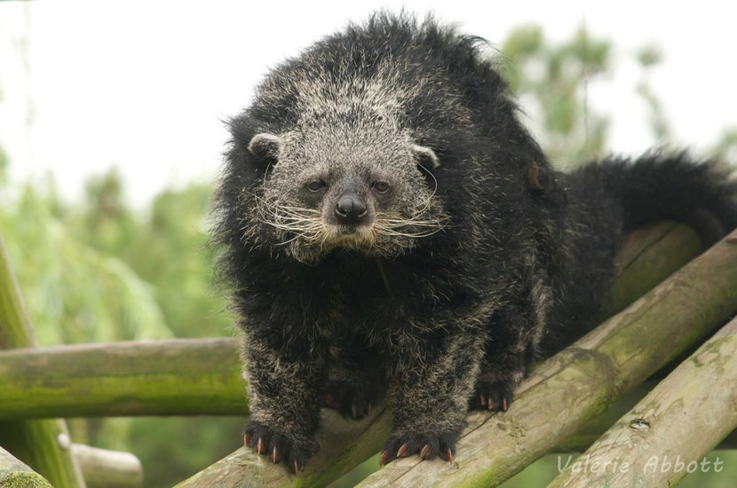 fiches animaux binturong