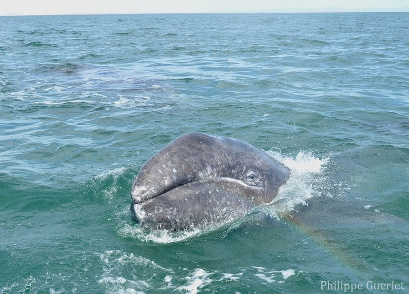 fiches animaux baleine grise