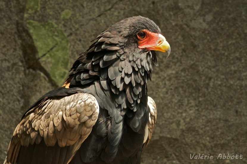 bateleur