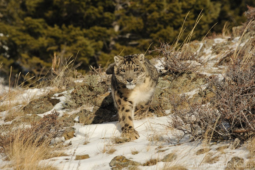 leopard des neiges