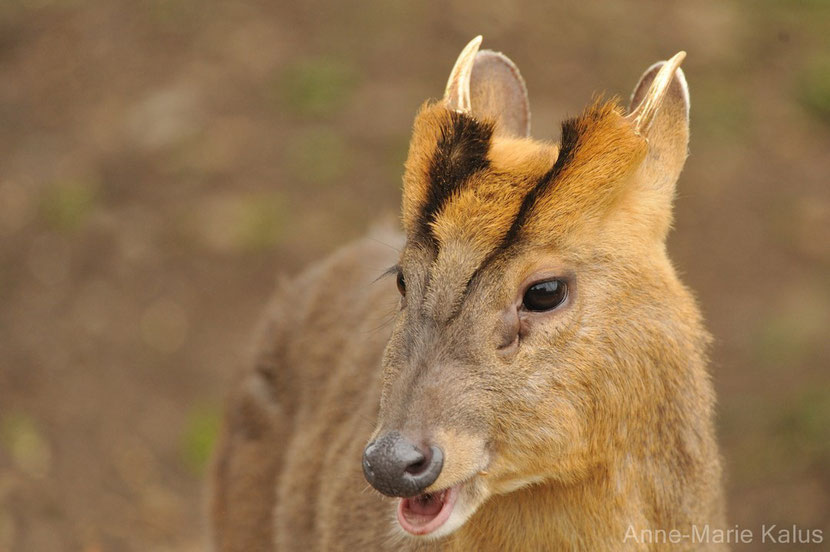 muntjac