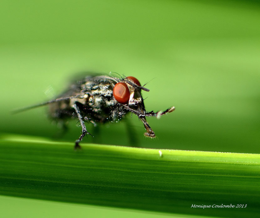 mouche a damier