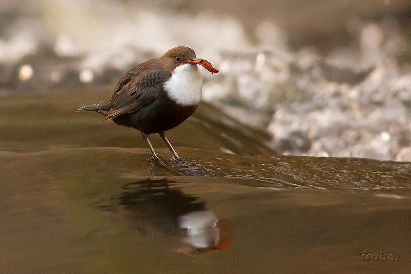 animals factsheet White-throated Dipper