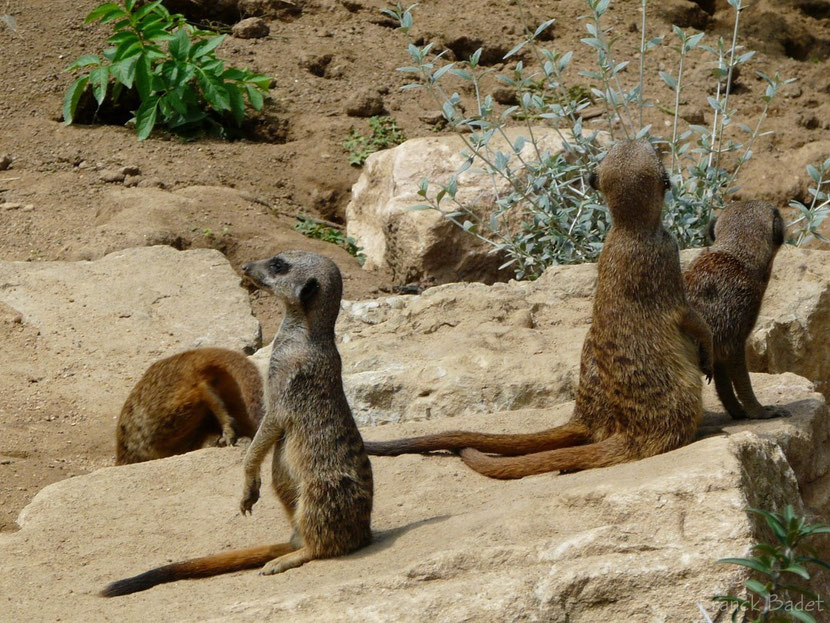 suricate