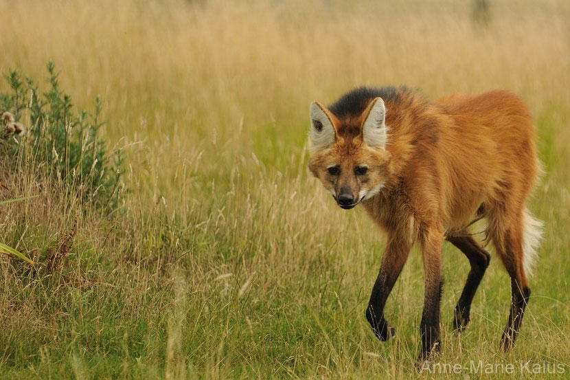 loup a crinière