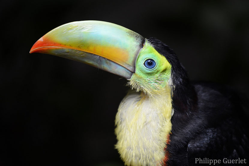 fiche animaux toucan 