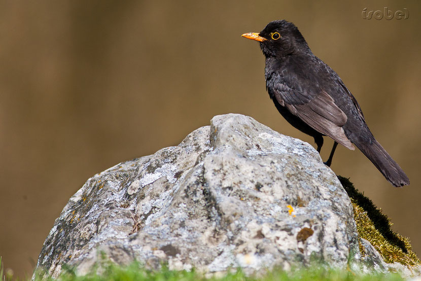 fiche oiseaux merle noir