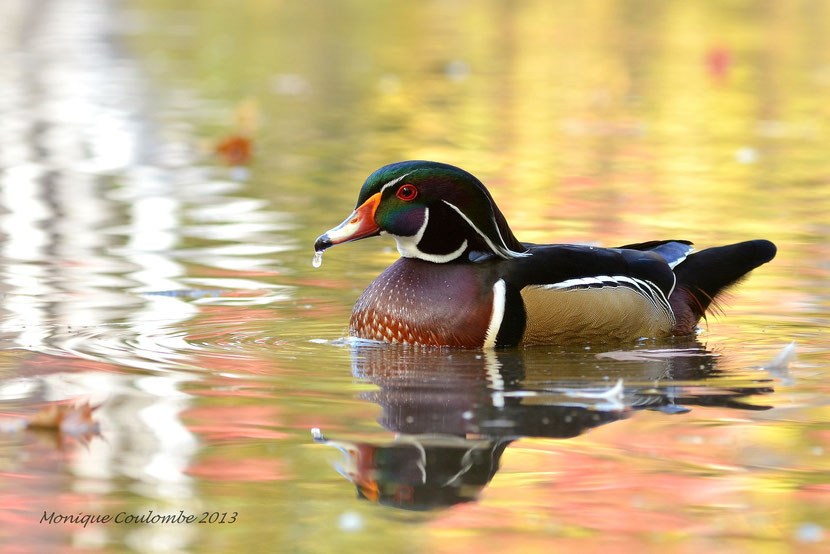 animals factsheet carolina wood duck