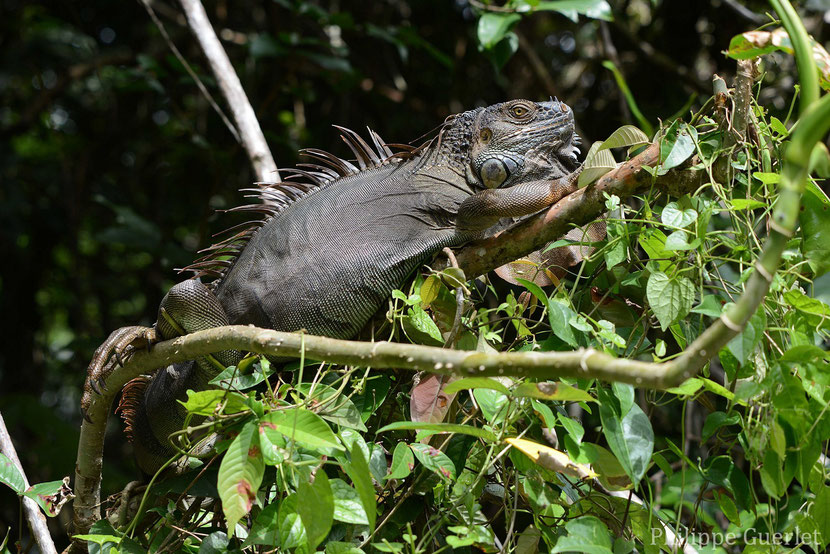 fiches animaux iguane