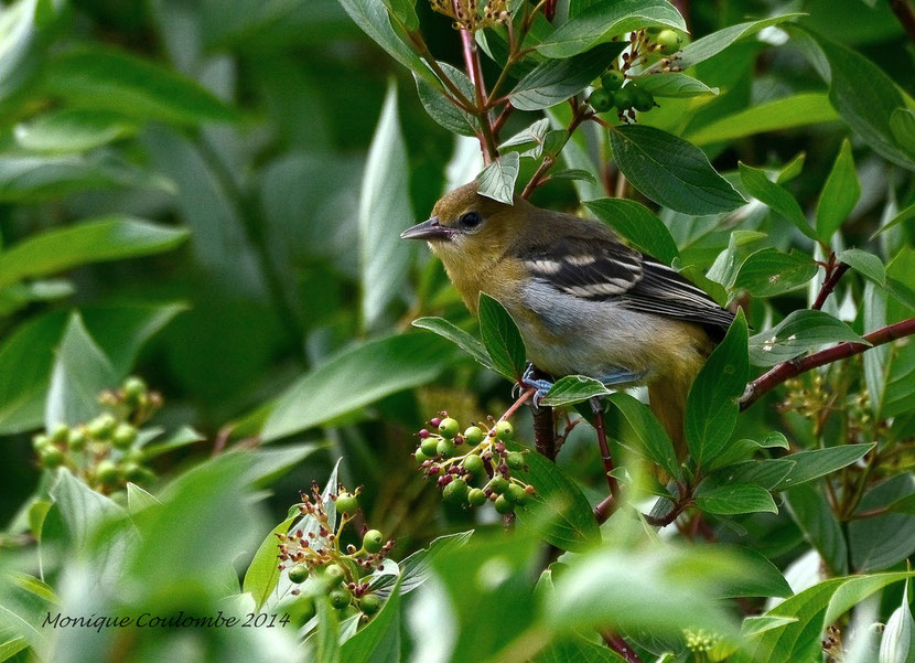 oriole baltimore juvenile