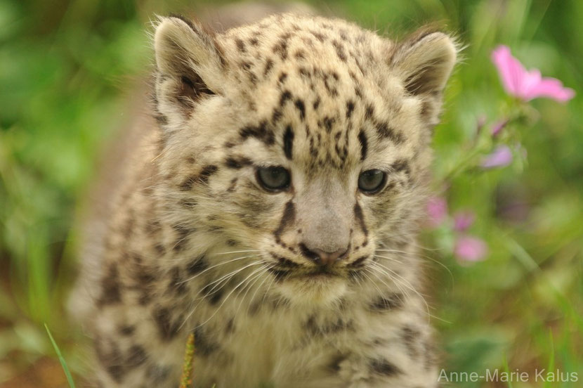 snow leopard cub